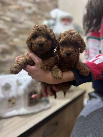 Щенки красного карликового пуделя — фото 5